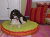 dogbed