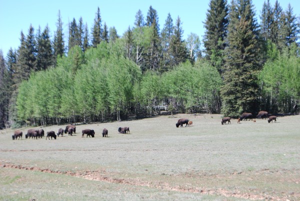 Buffalo/Beefalo Herd in Grand Canyon Park on North Rim