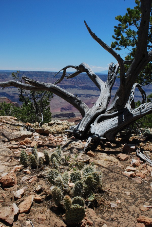 North Rim of Grand Canyon
