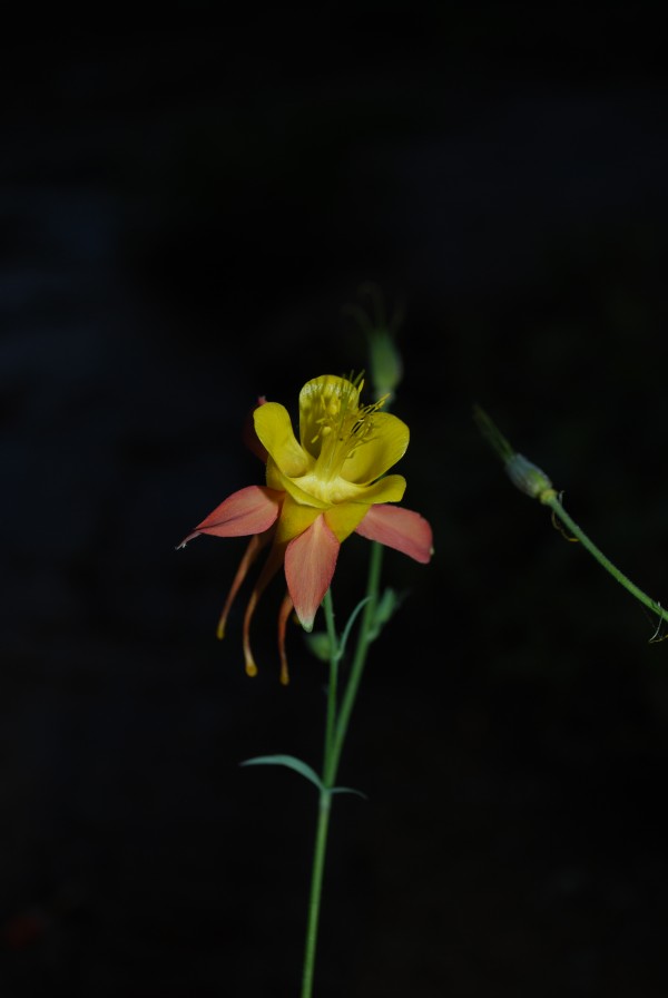 Columbine in Zion National Park