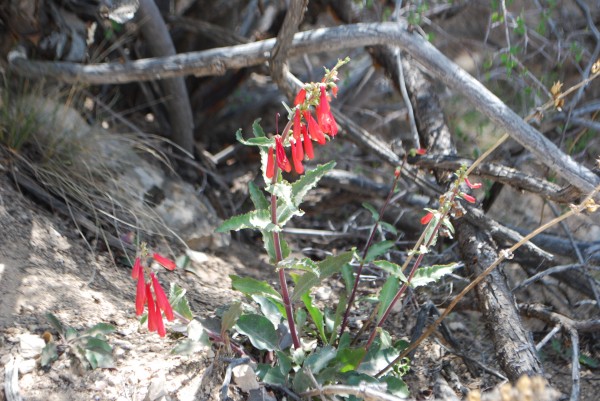 Penstemon Flower in the Grand Canyon