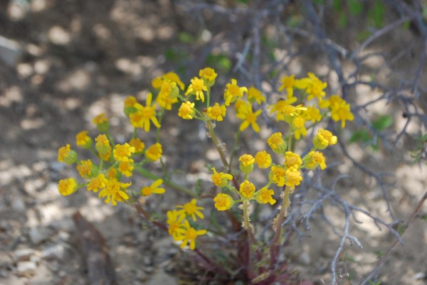 Yellow Flower in the Grand Canyon