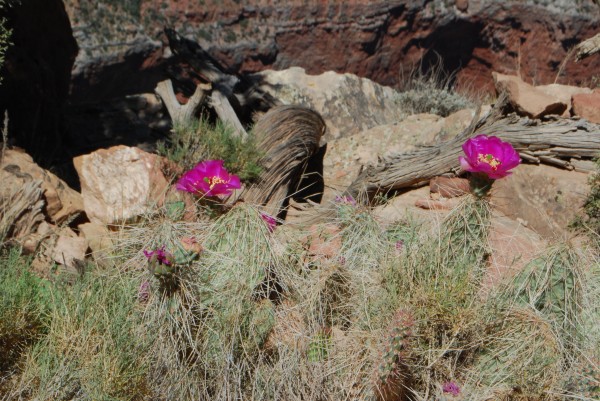 Grizzly Bear Prickly Pear in Grand Canyon