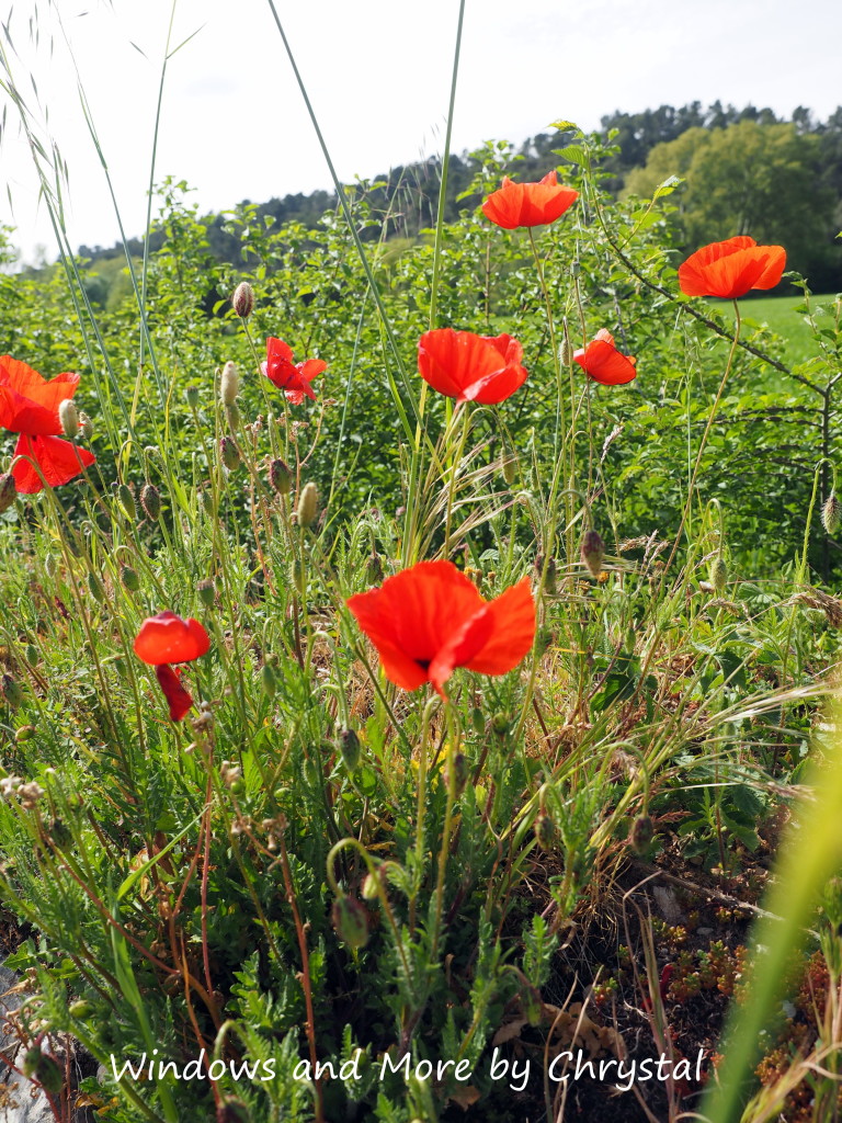 Poppies in the South of France